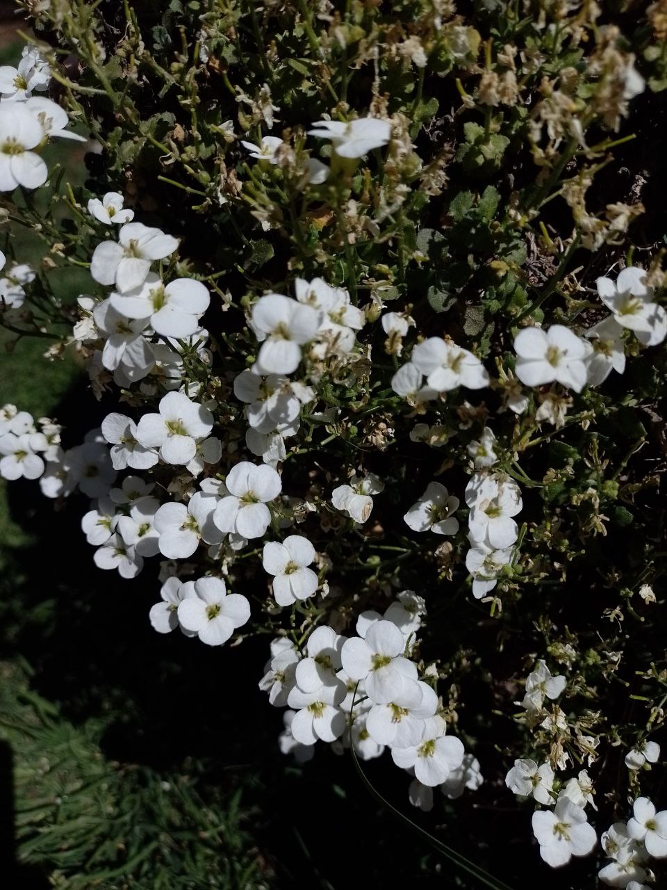 flores del bosque