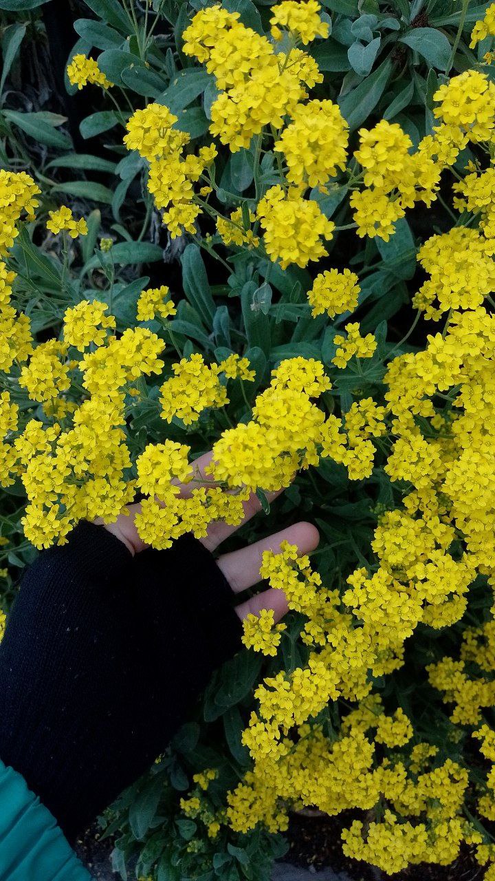 flores amarillas